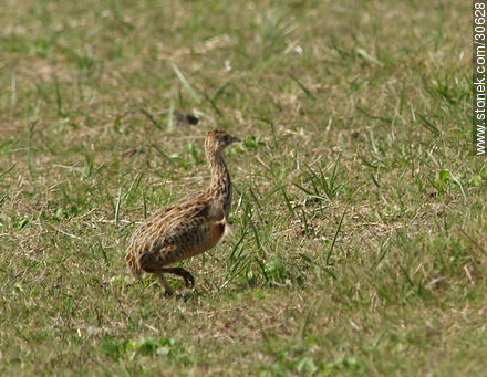 Partridge - Fauna - MORE IMAGES. Photo #30628