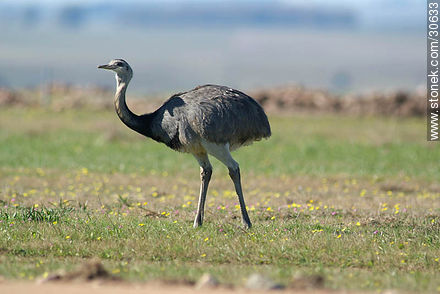 Ñandú - Fauna - IMÁGENES VARIAS. Foto No. 30633