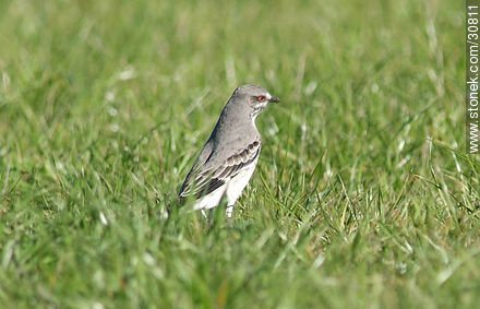 Viudita negra - Fauna - IMÁGENES VARIAS. Foto No. 30811