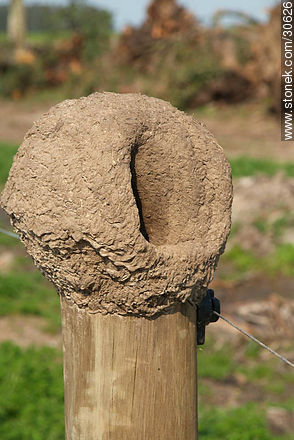 Nido de barro de hornero - Fauna - IMÁGENES VARIAS. Foto No. 30626