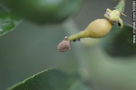 Lemon shoot - Flora - MORE IMAGES. Photo #30580