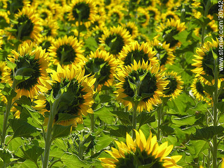 Campo de girasoles - Flora - IMÁGENES VARIAS. Foto No. 30942