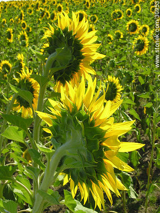 Campo de girasoles - Flora - IMÁGENES VARIAS. Foto No. 30953