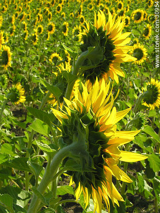 Campo de girasoles - Flora - IMÁGENES VARIAS. Foto No. 30954