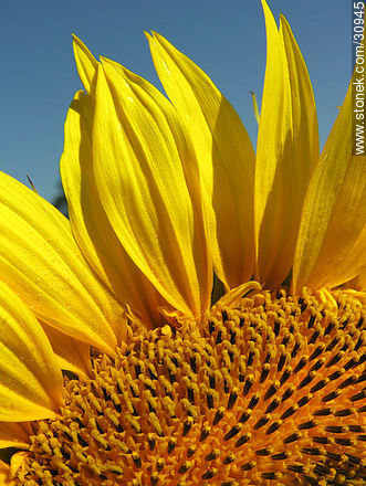 Girasol - Flora - IMÁGENES VARIAS. Foto No. 30945