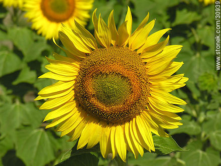 Girasol - Flora - IMÁGENES VARIAS. Foto No. 30939