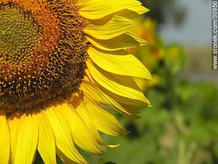 Girasol - Flora - IMÁGENES VARIAS. Foto No. 30950