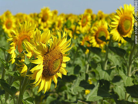 Campo de Girasoles - Flora - IMÁGENES VARIAS. Foto No. 30940