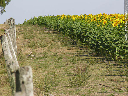 Campo de girasoles - Flora - IMÁGENES VARIAS. Foto No. 30958