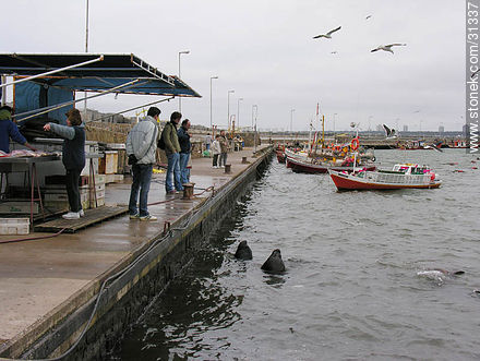 Dock of the port of Punta del Este - Punta del Este and its near resorts - URUGUAY. Photo #31337
