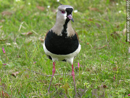 Tero - Fauna - IMÁGENES VARIAS. Foto No. 31865