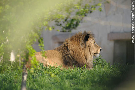 Lecocq zoo. Lion. - Department of Montevideo - URUGUAY. Photo #32479