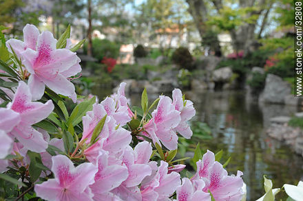 Azaleas in Montevideo Japanese Garden. - Department of Montevideo - URUGUAY. Photo #32808