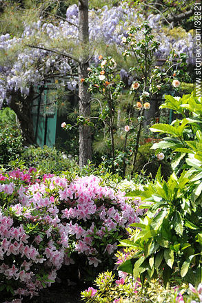 Azaleas en el Jardín Japonés - Departamento de Montevideo - URUGUAY. Foto No. 32821