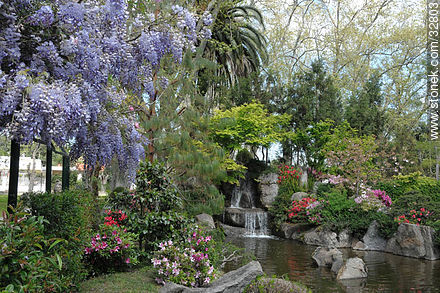 Wisteria in Montevideo Japanese Garden. - Department of Montevideo - URUGUAY. Photo #32803