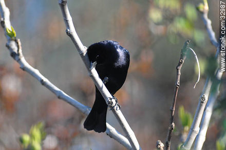 Tordo común - Fauna - IMÁGENES VARIAS. Foto No. 32987