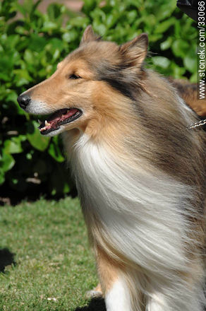 Collie - Fauna - MORE IMAGES. Photo #33066