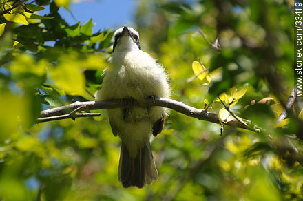 Great Kiskadee - Fauna - MORE IMAGES. Photo #33419