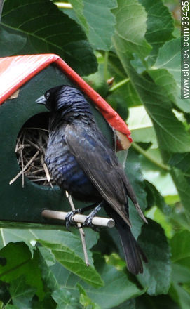 Male shiny cowbird - Fauna - MORE IMAGES. Photo #33425