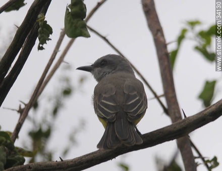 Pichón de benteveo real - Fauna - IMÁGENES VARIAS. Foto No. 34130