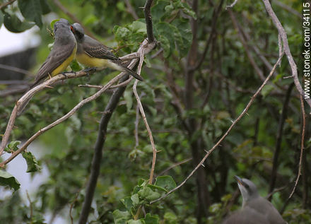 Padre alimentando a pichón de benteveo real mientras llega otro pichón en vuelo. - Fauna - IMÁGENES VARIAS. Foto No. 34115