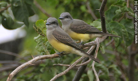 Pichones de benteveo real - Fauna - IMÁGENES VARIAS. Foto No. 34104