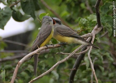 Padre alimentando a pichón de benteveo real. - Fauna - IMÁGENES VARIAS. Foto No. 34117