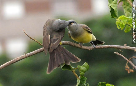 Benteveo real alimentando a su pichón - Fauna - IMÁGENES VARIAS. Foto No. 34055