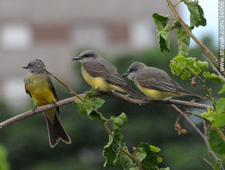 Benteveo real y sus pichones - Fauna - IMÁGENES VARIAS. Foto No. 34060