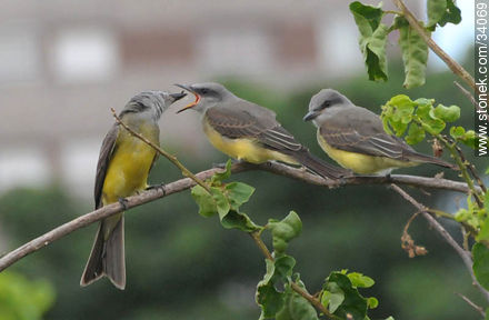 Benteveo real alimentando a sus pichones - Fauna - IMÁGENES VARIAS. Foto No. 34069