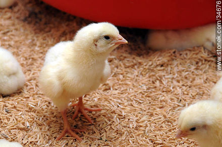 Pollito - Fauna - IMÁGENES VARIAS. Foto No. 34676