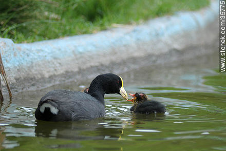 Gallareta chica con sus pichones. Zoológico de Durazno. - Fauna - IMÁGENES VARIAS. Foto No. 35775