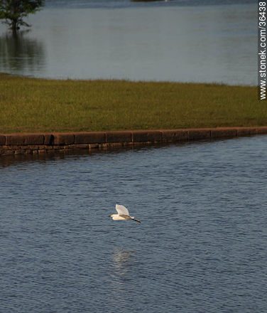 Costa del río Uruguay. Garcita en vuelo. - Fauna - IMÁGENES VARIAS. Foto No. 36438