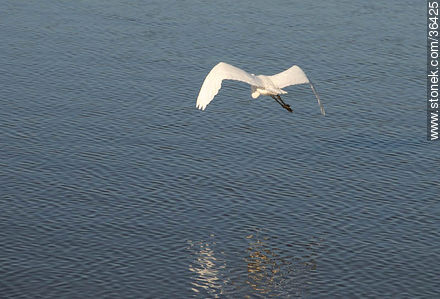 Garza. - Fauna - IMÁGENES VARIAS. Foto No. 36425