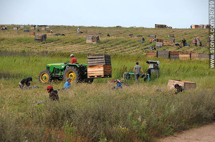 Trabajo de la cebolla en el campo - Departamento de Salto - URUGUAY. Foto No. 36799