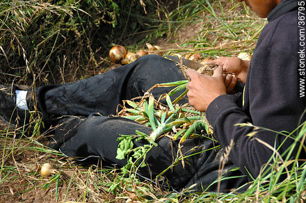 Trabajo de la cebolla en el campo - Departamento de Salto - URUGUAY. Foto No. 36795