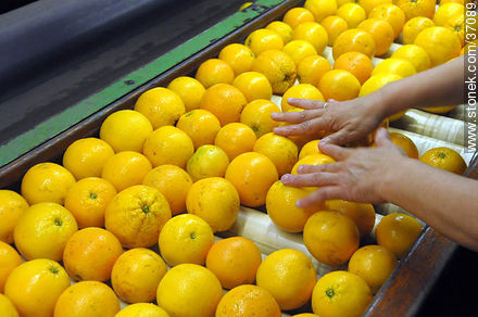 Citrus industry - Department of Paysandú - URUGUAY. Photo #37089