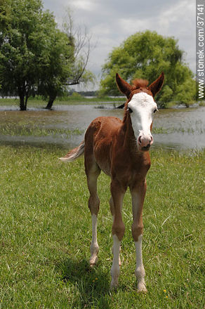 Foal. - Fauna - MORE IMAGES. Photo #37141