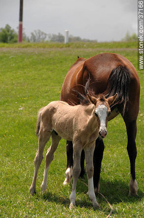 Mare and foal. - Fauna - MORE IMAGES. Photo #37166