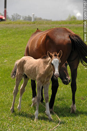 Mare and foal. - Fauna - MORE IMAGES. Photo #37167