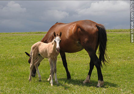 Mare and foal. - Department of Paysandú - URUGUAY. Photo #37175