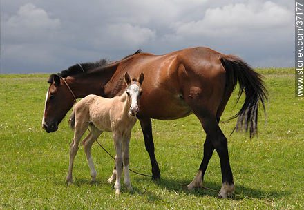 Mare and foal. - Fauna - MORE IMAGES. Photo #37177