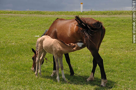 Mare and foal. - Fauna - MORE IMAGES. Photo #37181