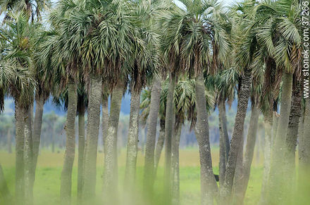 Palm grove - Department of Rocha - URUGUAY. Photo #37266