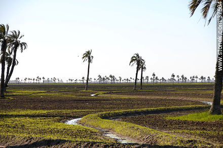 Ricefield. Irrigation canal. - Department of Rocha - URUGUAY. Photo #37504
