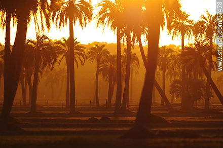 Sunset palm grove  - Department of Rocha - URUGUAY. Photo #37478
