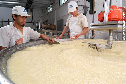 Pequeña industria de fabricación de quesos - Departamento de Colonia - URUGUAY. Foto No. 37653