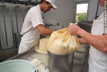 Pequeña industria de fabricación de quesos - Departamento de Colonia - URUGUAY. Foto No. 37629