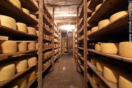Maturing cheeses - Department of Colonia - URUGUAY. Photo #37592