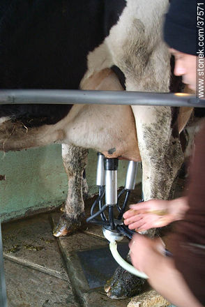 Milking - Department of Colonia - URUGUAY. Photo #37571